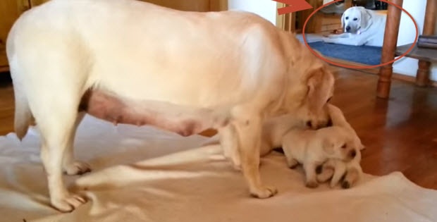 cute-young-labrador-retriever-puppies