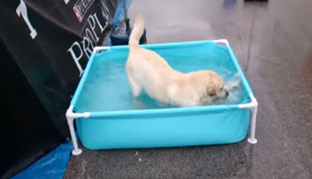 labrador-in-bath-tub