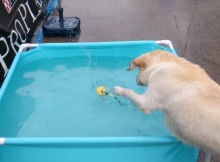 labrador-in-pool