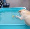 labrador-in-pool