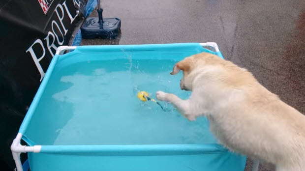 labrador-in-pool