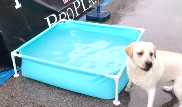 labrador-in-pool