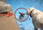 Labrador teaching chihuahua to swim