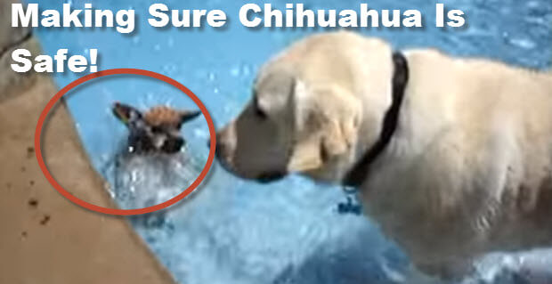 Labrador saving chihuahua