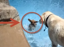 Labrador teaching chihuahua to swim