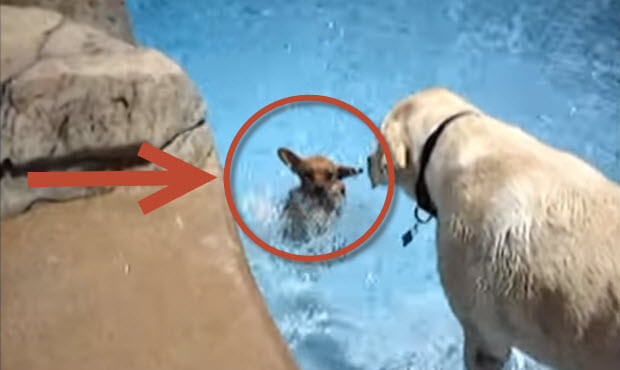 Labrador teaching chihuahua to swim