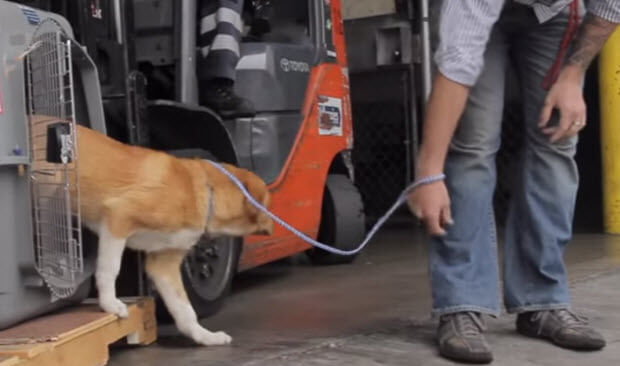 marine-reunites-with-dog-he-saved-2