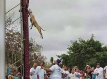 pit bull dog the wall climbing champion