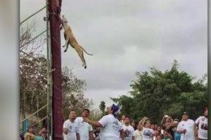 pit bull dog the wall climbing champion