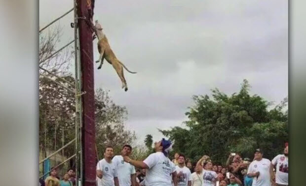 pit bull dog the wall climbing champion