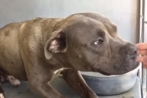 pit bull rescue