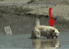 white german shepherd dog rescue