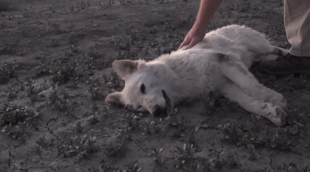 white-german-shepherd-dog-rescue-2