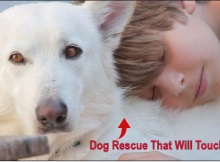 white german shphered dog rescue with surprise