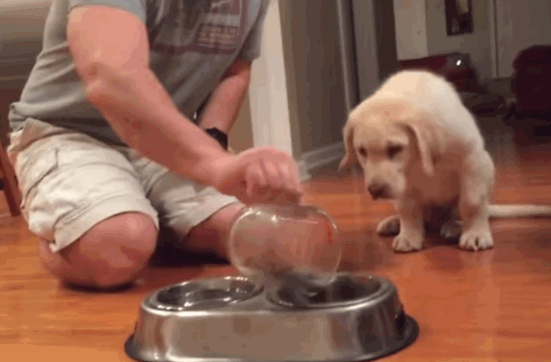 white-lab-puppy-praying-before-meal-4