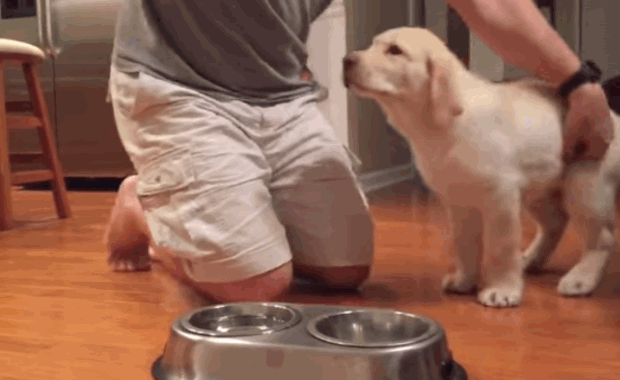 white-lab-puppy-praying-before-meal-5