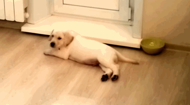white-labrador-puppy-first-day