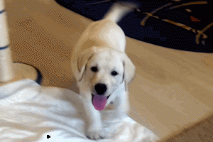 white labrador puppy first day