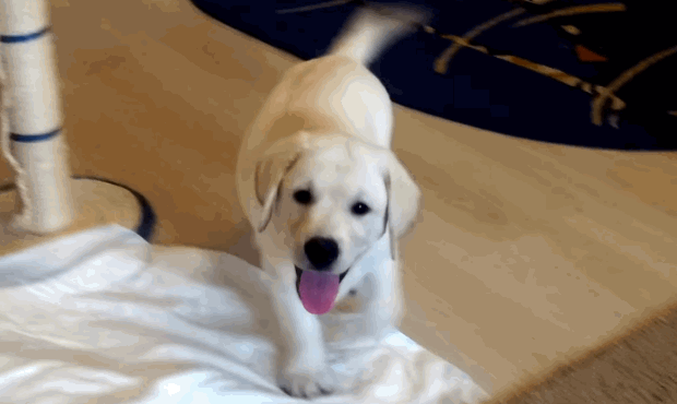 white labrador puppy first day