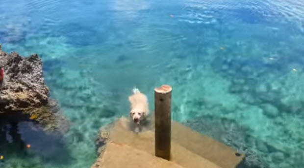 yellow lab fetching from ocean