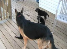 six week old german shepherd puppies