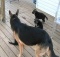 six week old german shepherd puppies