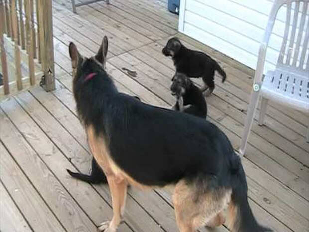 six week old german shepherd puppies