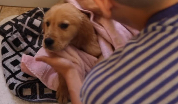 cute-golden-retriever-taking-bath-2