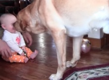 Labrador dog playing with baby