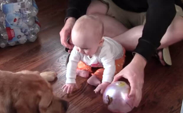 labrador dog is playing with baby