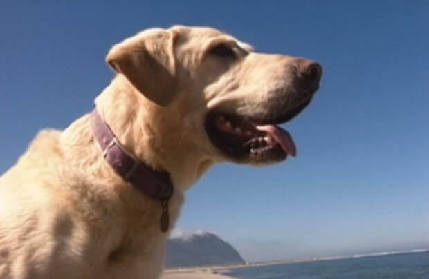 labrador-saves-girl-from-drowning