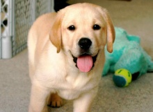 labradors cute