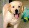 labradors cute