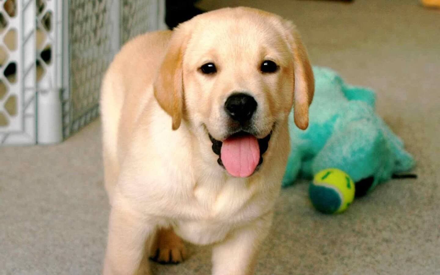 labradors cute