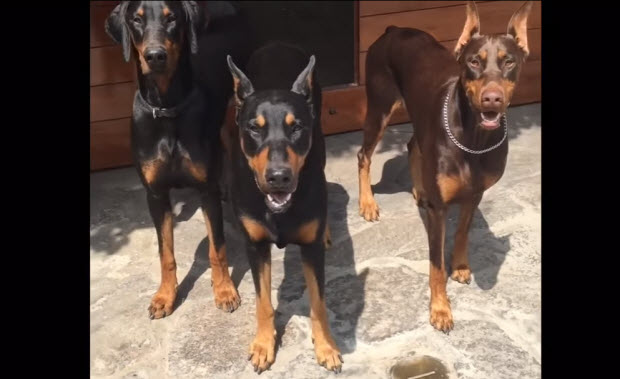 doberman dogs