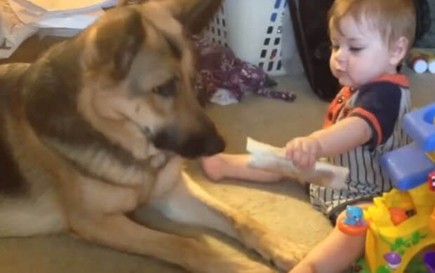 awesome-german-shepherds-with-babies-2