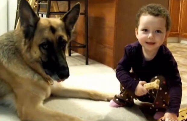 German Shepherd With Is Having His Treat