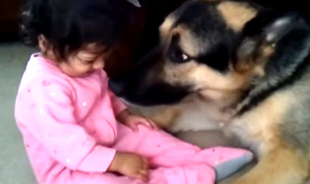Awesome German Shepherds With Babies