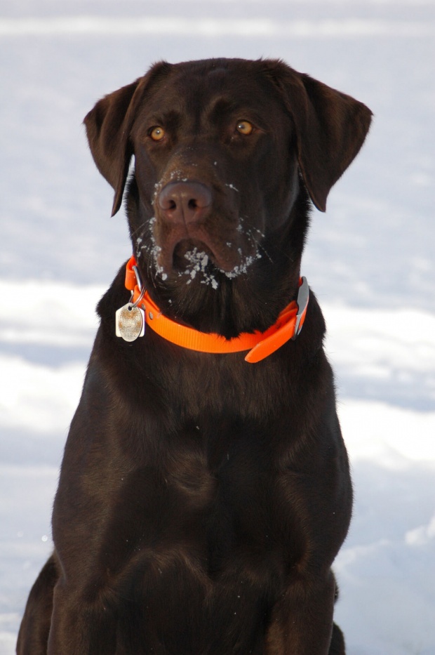 chocolate-labrador-retriever-dog