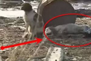 dog saves dog