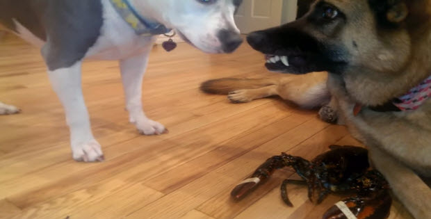 german-shepherd-dog-protecting-lobster-2