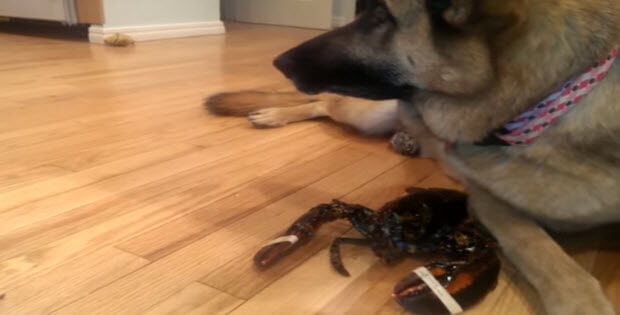 german-shepherd-dog-protecting-lobster