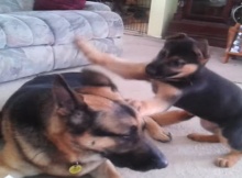 huge german shepherd playing with puppy