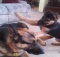 huge german shepherd playing with puppy