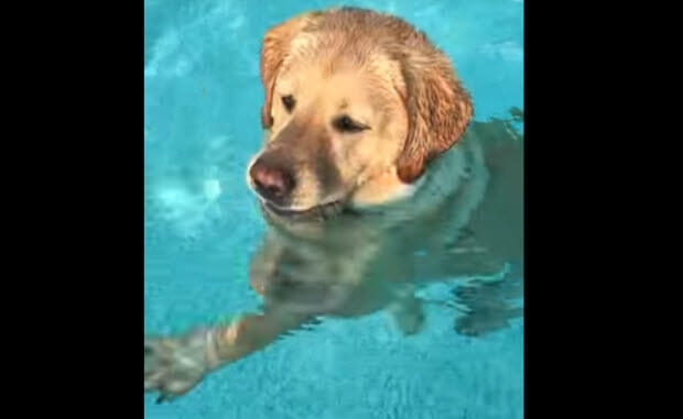 labrador-stand-on-back-legs-in-pool-2