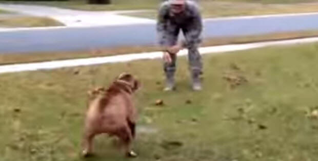 superb-dog-reunions