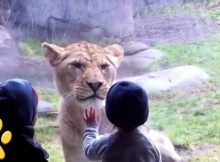kids love zoo