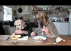 two dogs dining at the restaurant