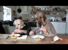 two dogs dining at the restaurant