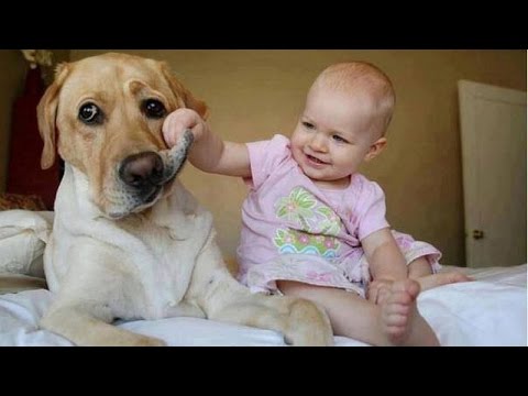 huge dogs play with small babies